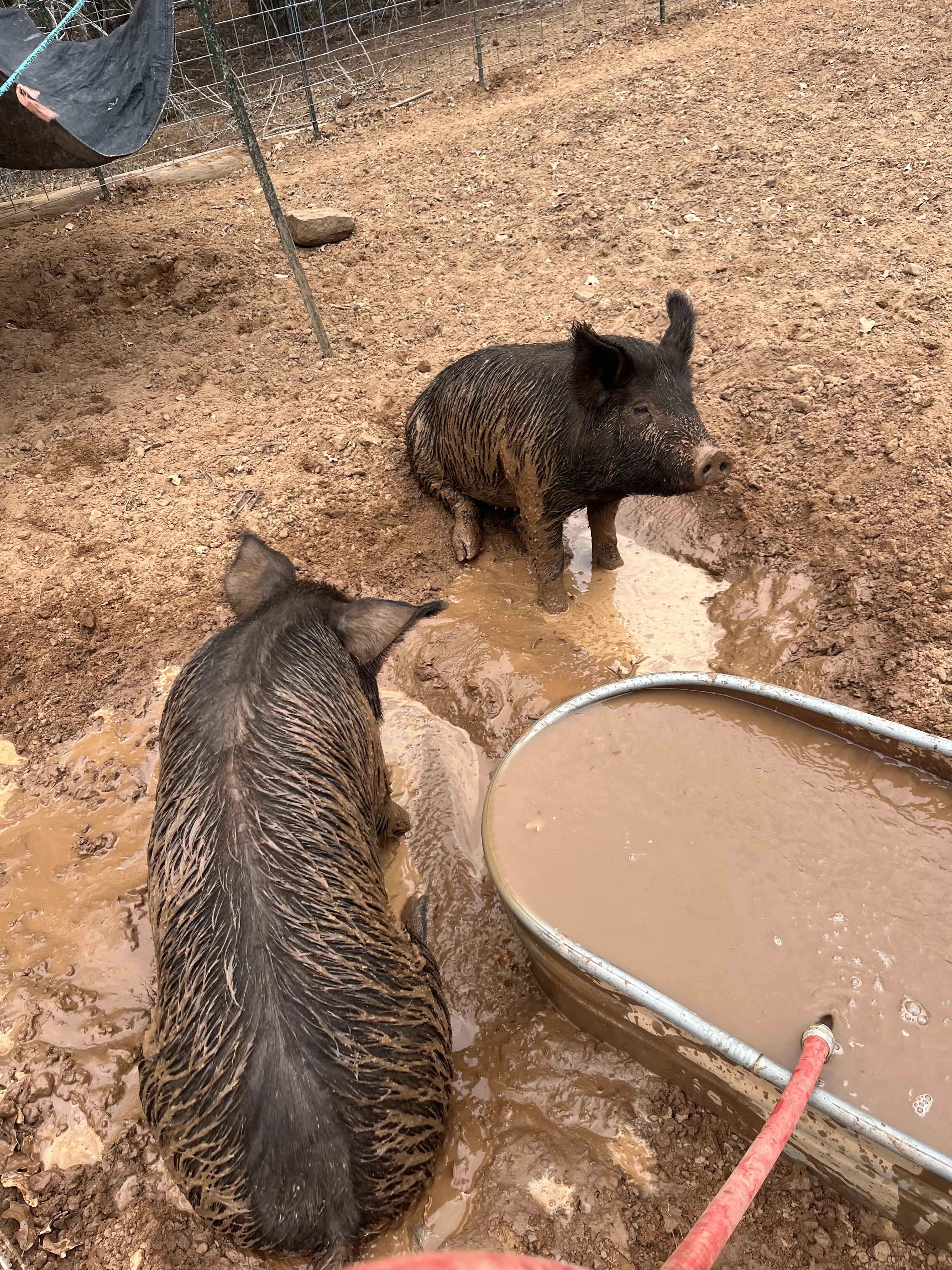 Heritage hogs on the ranch